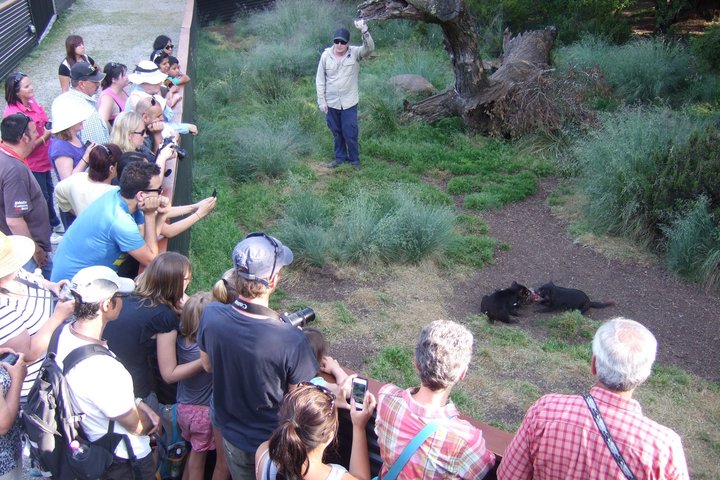 1-Hour Tasmanian Devil Feeding Day Tour at Cradle Mountain
