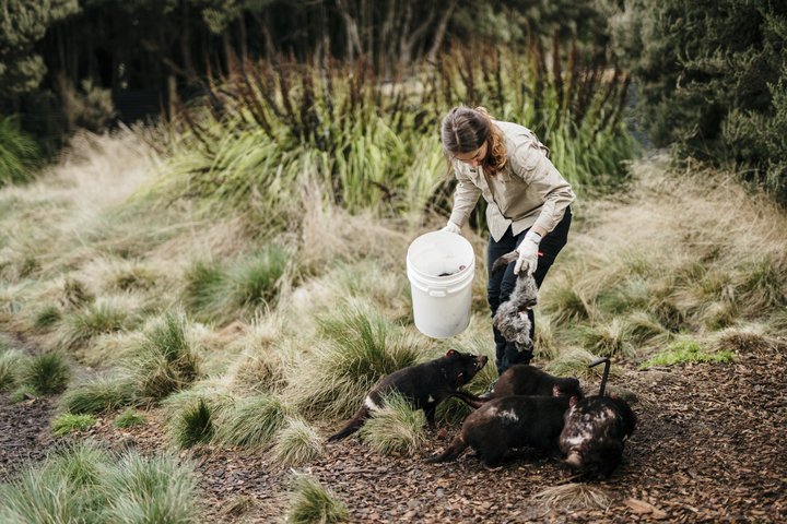 After Dark Tasmanian Devil Feeding Tour at Cradle Mountain