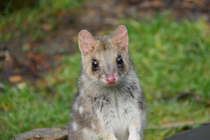 1-Hour Tasmanian Devil Feeding Day Tour at Cradle Mountain