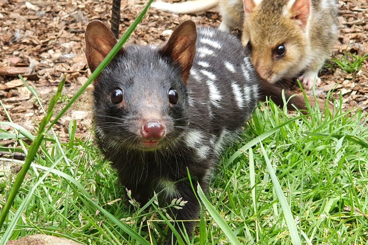 1-Hour Tasmanian Devil Feeding Day Tour at Cradle Mountain