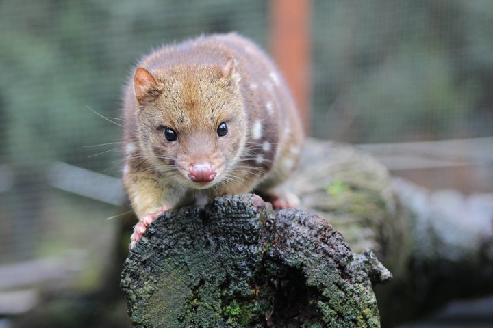 1-Hour Tasmanian Devil Feeding Day Tour at Cradle Mountain
