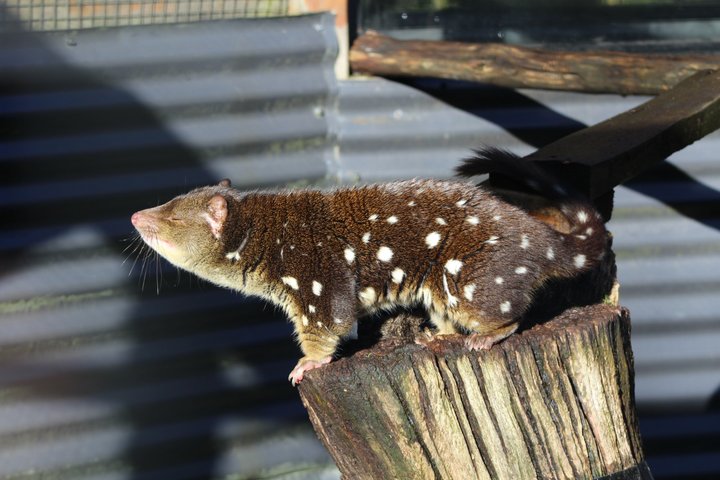 1-Hour Tasmanian Devil Feeding Day Tour at Cradle Mountain