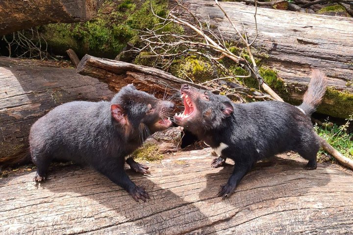 1-Hour Tasmanian Devil Feeding Day Tour at Cradle Mountain