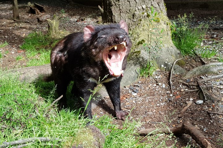 1-Hour Tasmanian Devil Feeding Day Tour at Cradle Mountain