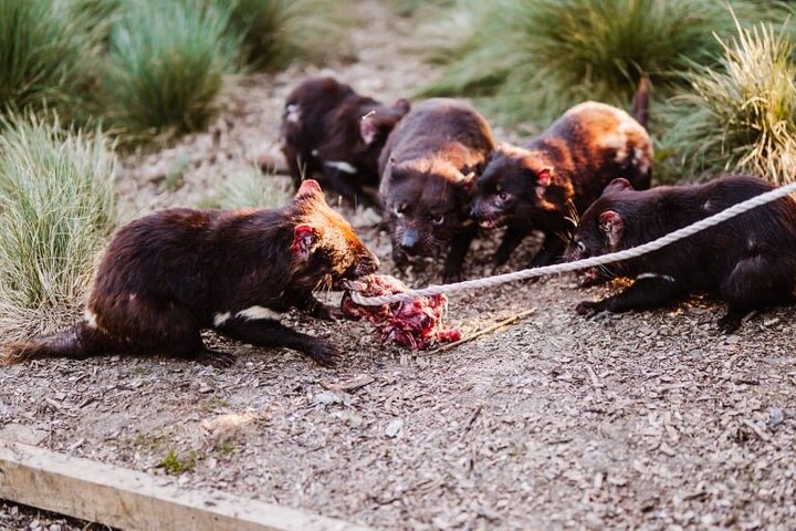 After Dark Tasmanian Devil Feeding Tour at Cradle Mountain