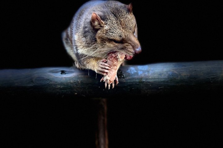 After Dark Tasmanian Devil Feeding Tour at Cradle Mountain