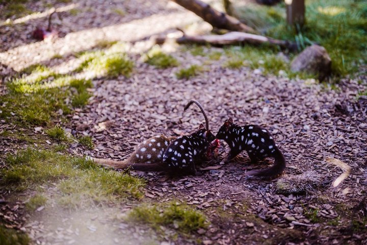 After Dark Tasmanian Devil Feeding Tour at Cradle Mountain