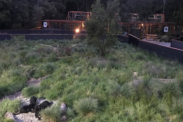 After Dark Tasmanian Devil Feeding Tour at Cradle Mountain