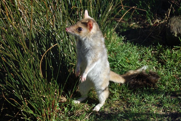 After Dark Tasmanian Devil Feeding Tour at Cradle Mountain