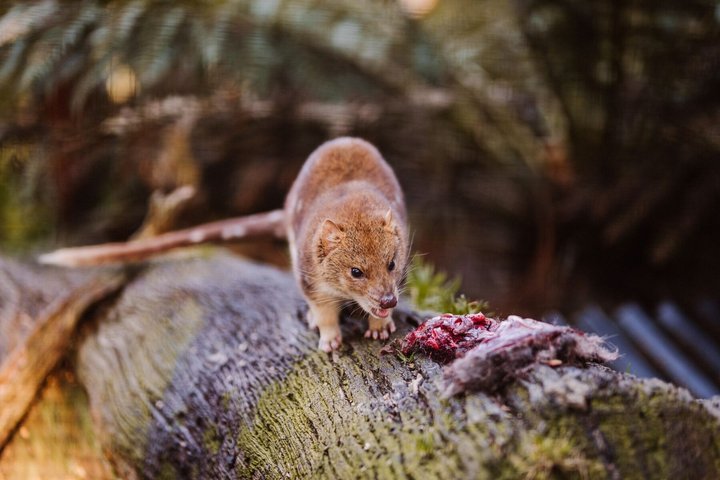 After Dark Tasmanian Devil Feeding Tour at Cradle Mountain