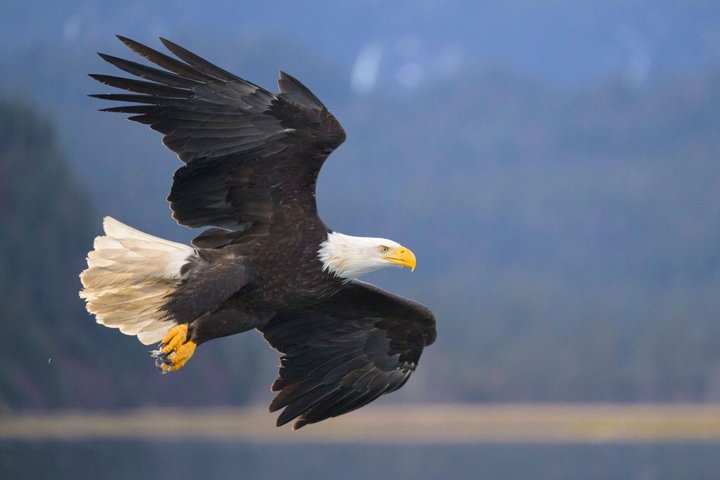 Sitka Up Close: Bears, Eagles & Totem Forest Walk (Small Group)