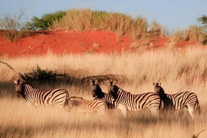 Okapuka Game Drive