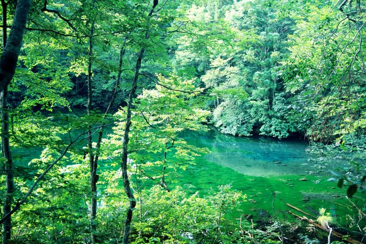 Kiyotsu Gorge and Beyond Scenic Rice Terraces and Beech Forests