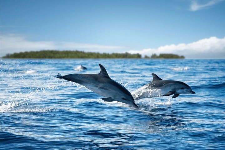 Hol Chan Catamaran Tour with Snorkel Sharks and Caye Caulker