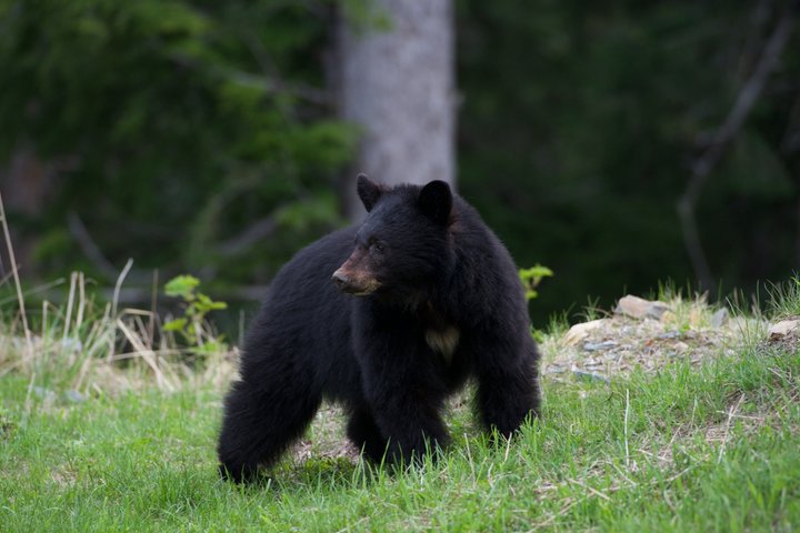 Whistler Afternoon Evening With The Bears Land Rover Scenic Tour