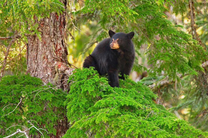 Whistler Afternoon Evening With The Bears Land Rover Scenic Tour