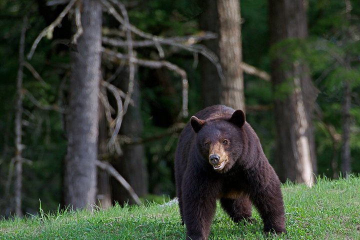 Whistler Afternoon Evening With The Bears Land Rover Scenic Tour