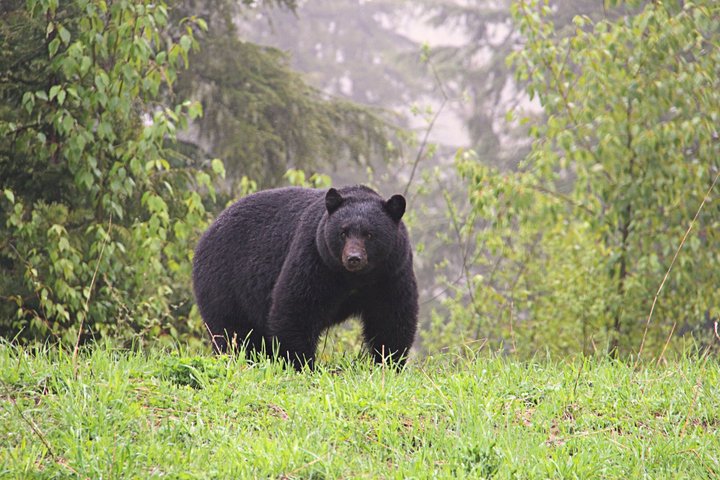 Whistler Afternoon Evening With The Bears Land Rover Scenic Tour
