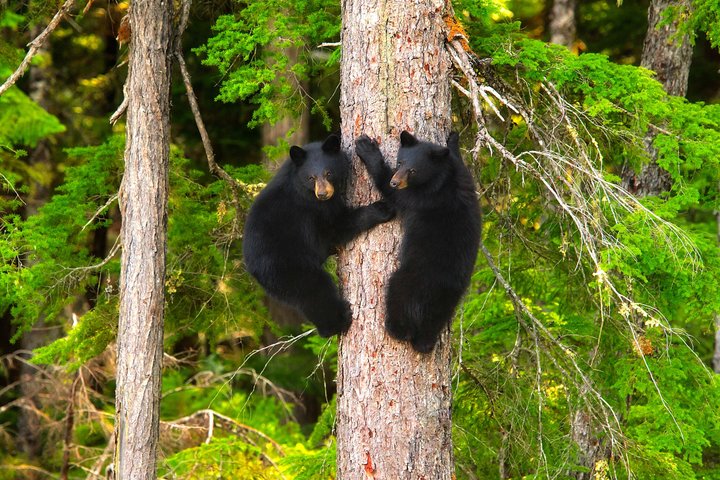 Whistler Afternoon Evening With The Bears Land Rover Scenic Tour
