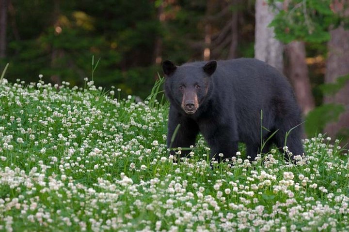 Whistler Afternoon Evening With The Bears Land Rover Scenic Tour