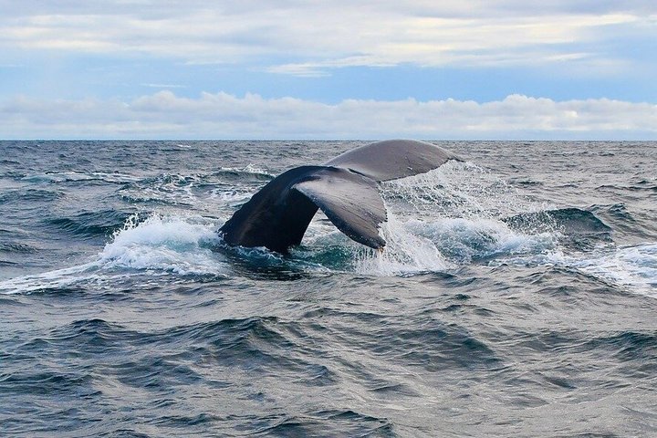 Dolphin Watching with Costa Rican Companies