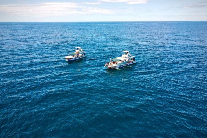 Dolphin Watching with Costa Rican Companies
