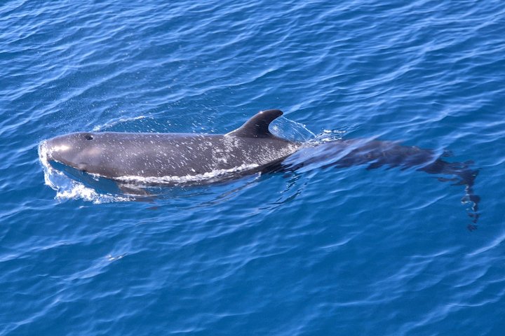 Dolphin Watching with Costa Rican Companies