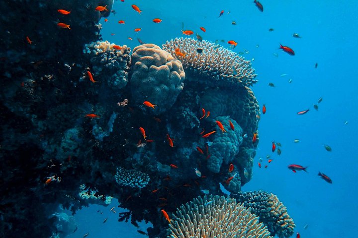 Hurghada: VIP Seafood Yacht to 3 Islands, Dolphins & Snorkeling