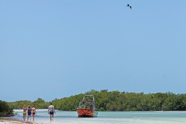 Swim with whale sharks on a private tour