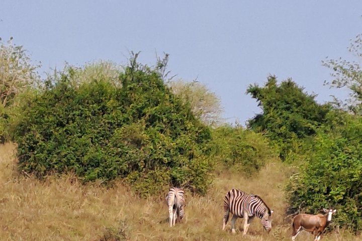 Half day Safari at Kissama Park