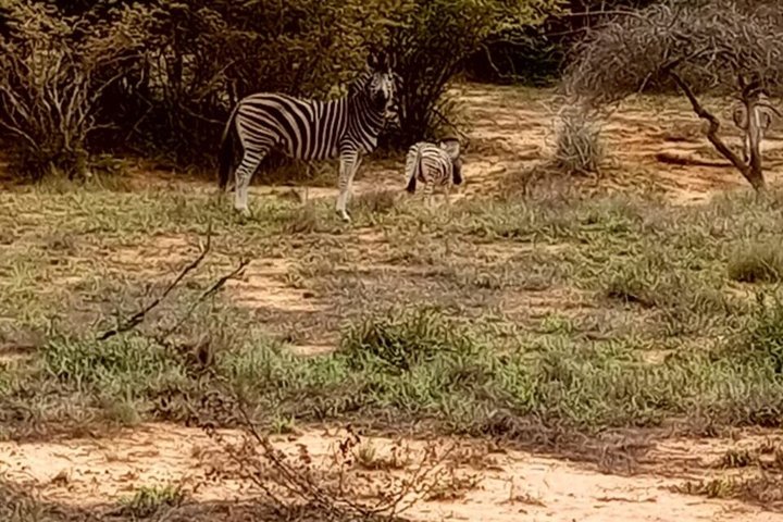 Half day Safari at Kissama Park