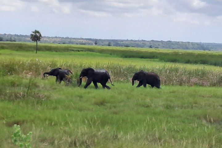 Half day Safari at Kissama Park