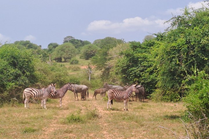 Half day Safari at Kissama Park