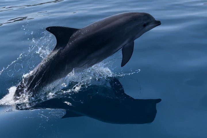 Zadar: Luxury Island Boat Tour, Snorkeling & Unlimited Wine