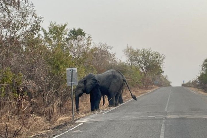 Mole National Park Elephant Safari with Round - Trip Flights