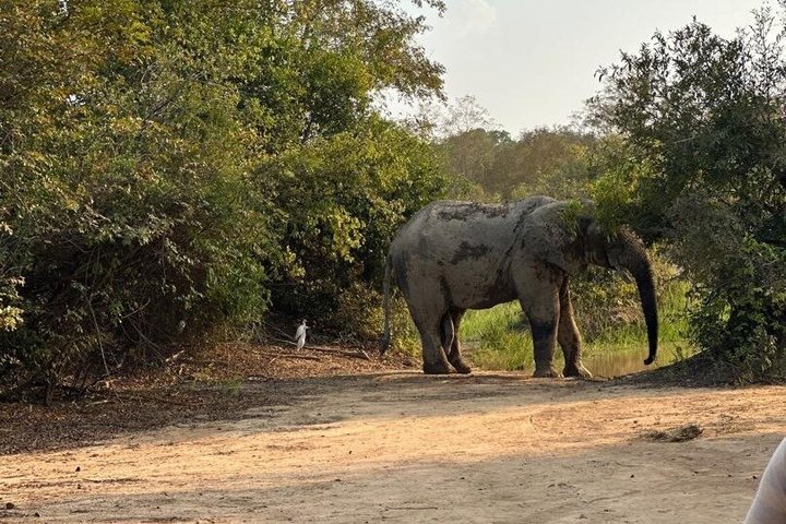 Mole National Park Elephant Safari with Round - Trip Flights