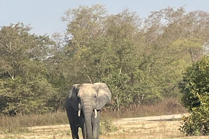 Mole National Park Elephant Safari with Round - Trip Flights