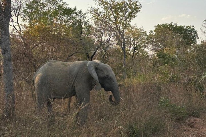 Mole National Park Elephant Safari with Round - Trip Flights