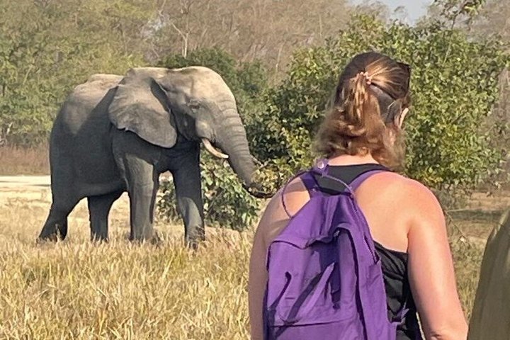 Mole National Park Elephant Safari with Round - Trip Flights