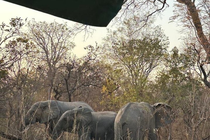 Mole National Park Elephant Safari with Round - Trip Flights