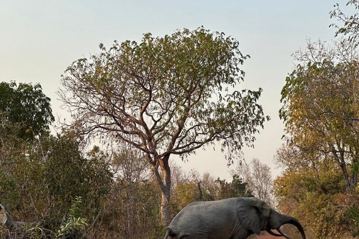 Mole National Park Elephant Safari with Round - Trip Flights