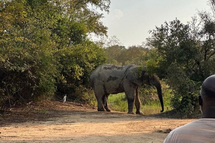 Mole National Park Elephant Safari with Round - Trip Flights