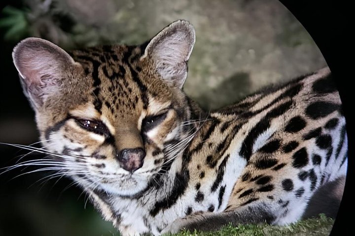 Monteverde Cloud Forest Night Wildlife Experience