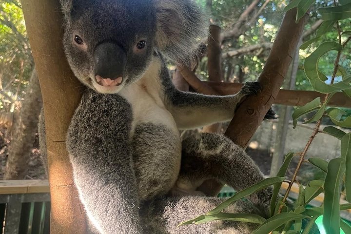 Breakfast with Koalas Experience on Magnetic Island