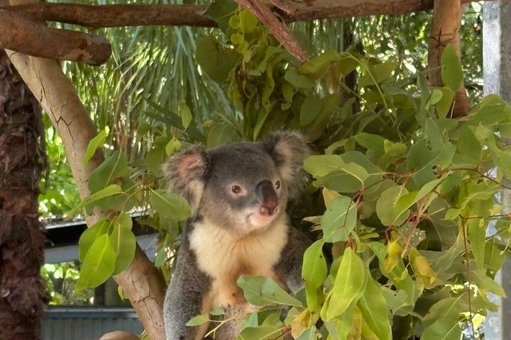 Breakfast with Koalas Experience on Magnetic Island