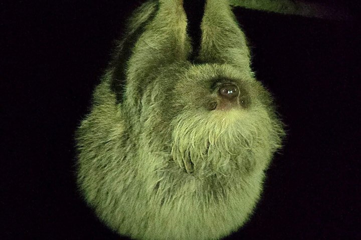 Monteverde Cloud Forest Night Wildlife Experience