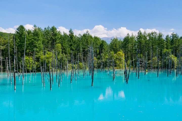 Private One Day Tour of Biei and Furano from Sapporo