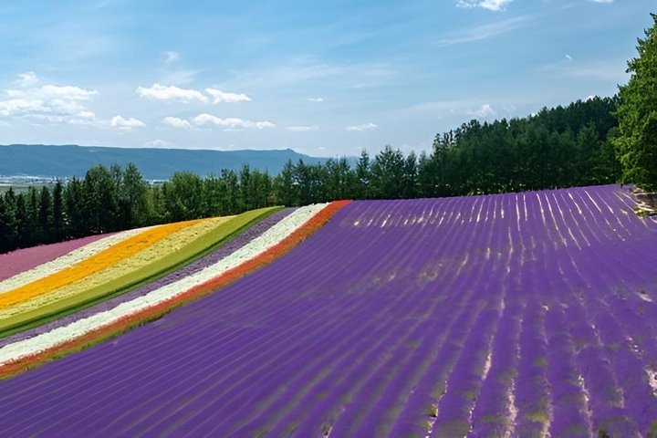 Private One Day Tour of Biei and Furano from Sapporo