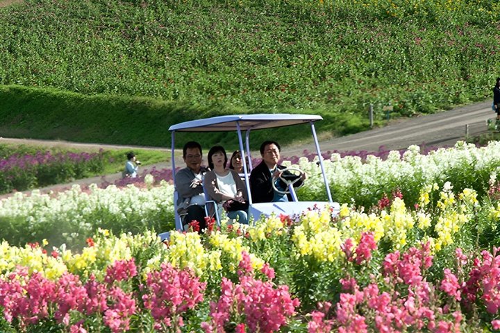 Private One Day Tour of Biei and Furano from Sapporo