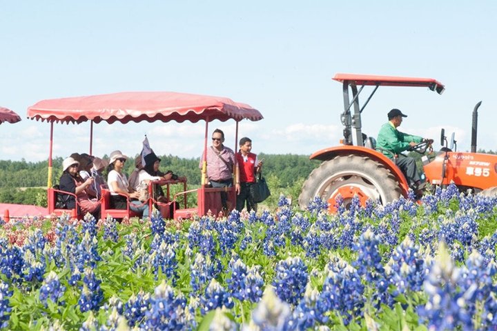 Private One Day Tour of Biei and Furano from Sapporo